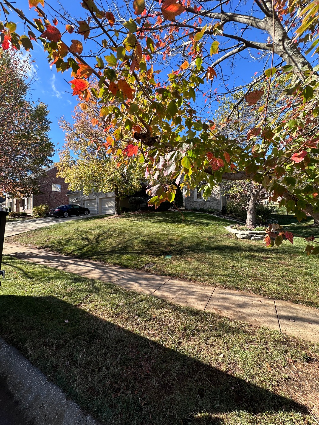 Autumn leaves frame a front yard with sloped grass, sidewalk, and mature trees under a clear blue sky in a suburban neighborhood.