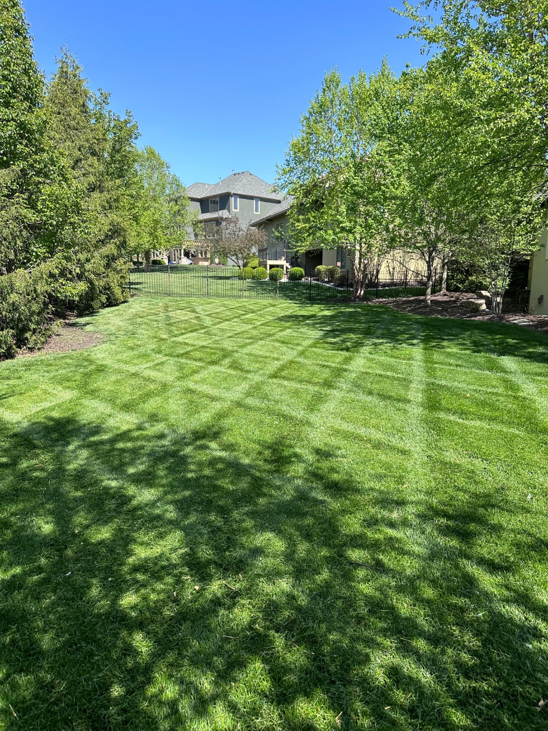 Backyard with checkerboard mowing pattern, surrounded by trees and shrubs, showcasing professional lawn care and landscaping.