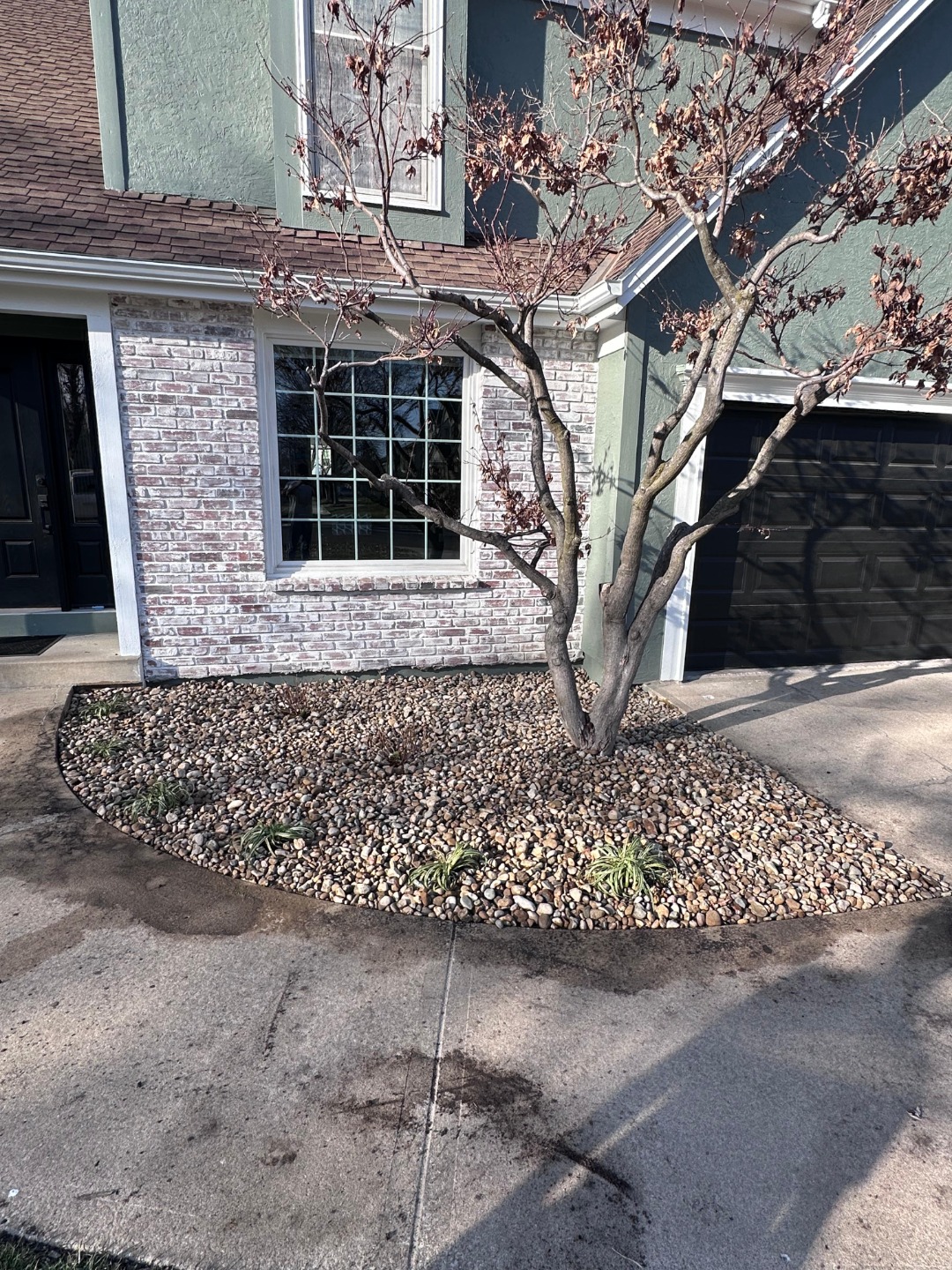 Front yard with a bare tree, rock mulch, and small plants bordered by concrete walkway outside a green and brick suburban home.